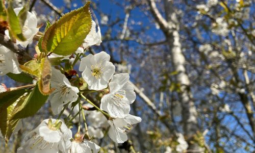 Spring blossom