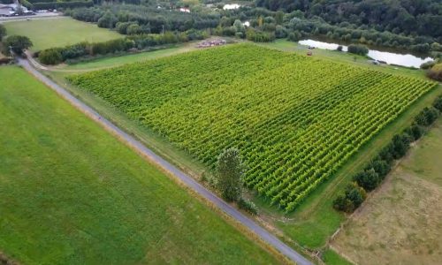 vineyard promo 3.00_01_48_15.Still001